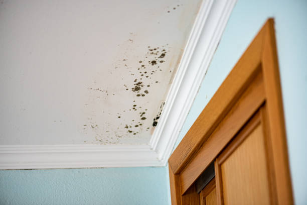 Best Home Mold Removal  in Mcnair, VA