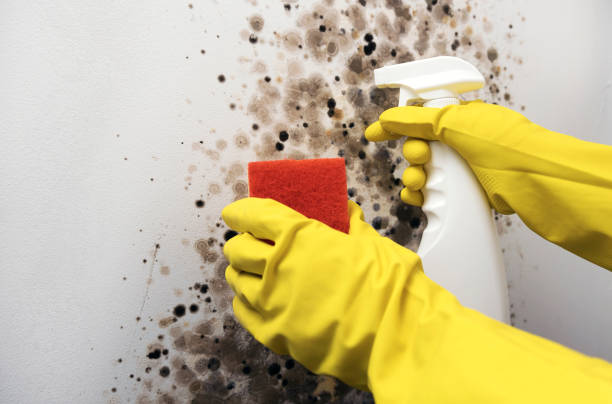 Best Emergency Mold Removal  in Mcnair, VA