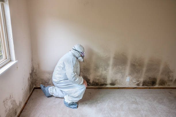 Best Mold Removal Company Near Me  in Mcnair, VA