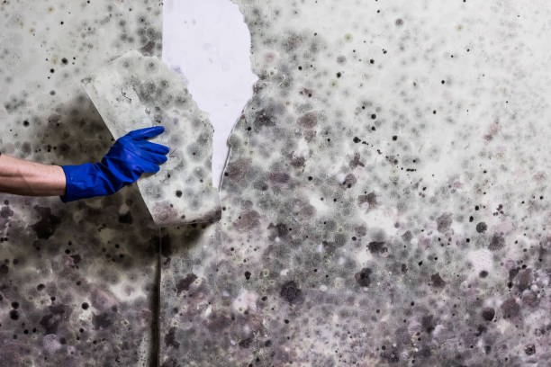 Best Mold Cleaning Services  in Mcnair, VA