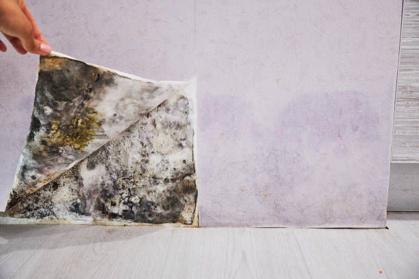 Mold Removal and Inspection in Mcnair, VA